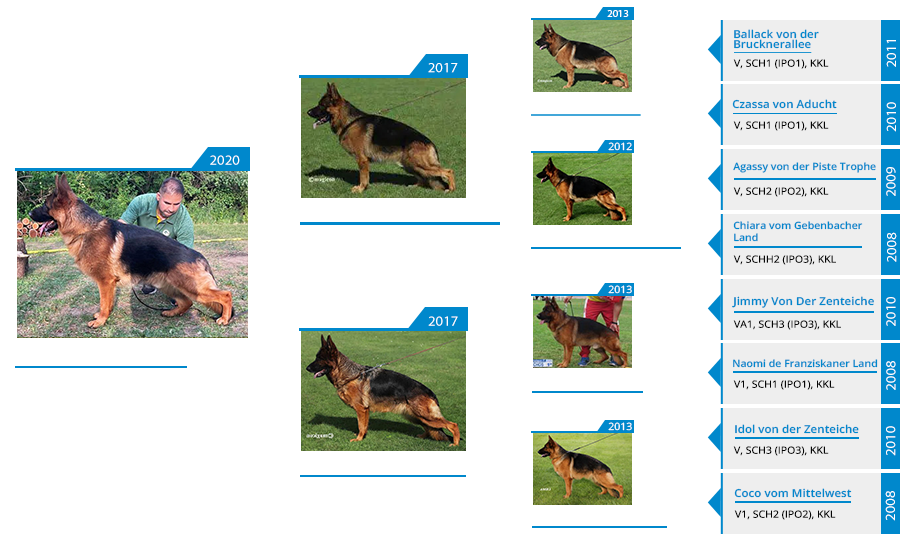 Mittelwest Champion Stud - V Heath vom Mittelwest IGP3 KKL Pedigree