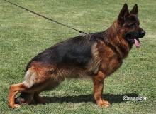 Mittelwest Imported Male German Shepherd Falko vom Almhof IGP2 KKL IBZ