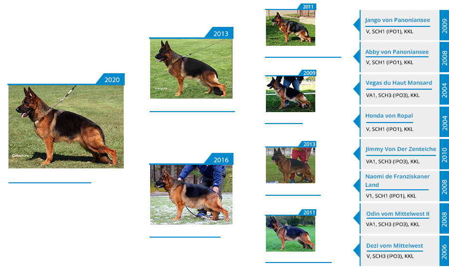 Mittelwest Breeding Female - Kalua vom Mittelwest Pedigree