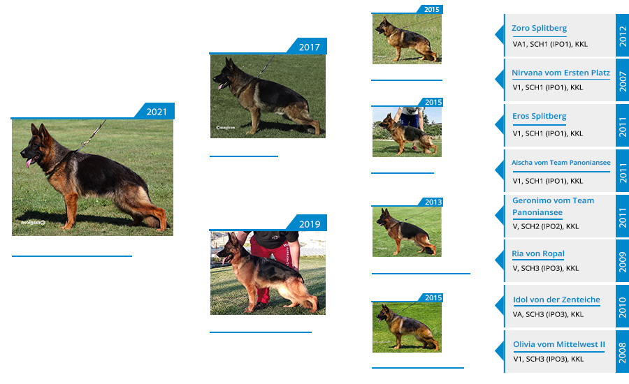 Mittelwest Breeding Female - Poppy vom Mittelwest IGP2 KKL Pedigree