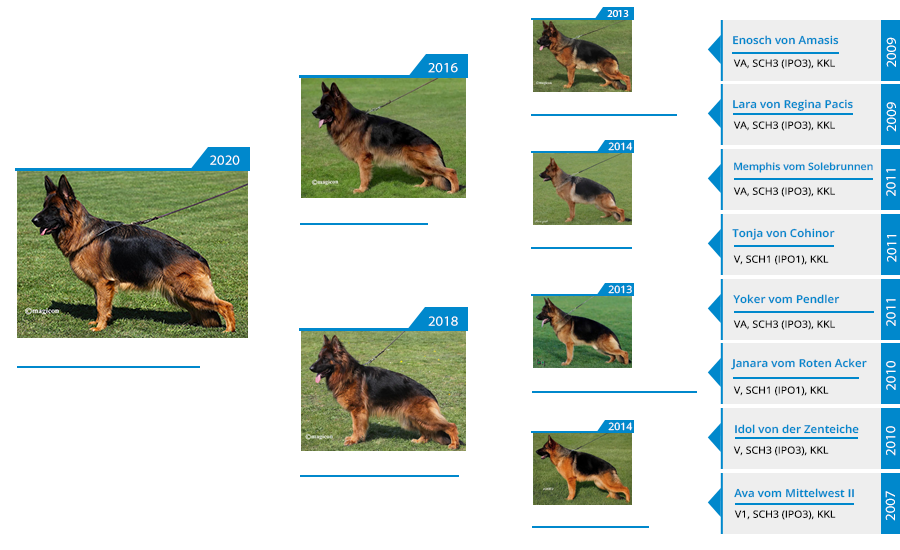 Mittelwest Breeding Female - V Isabella vom Mittelwest IGP2 KKL (LSH) Pedigree