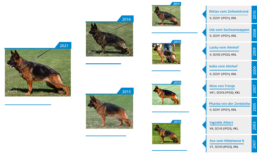 mittelwest-breeding-female-v-river-vom-mittelwest-igp2-kkl-pedigree