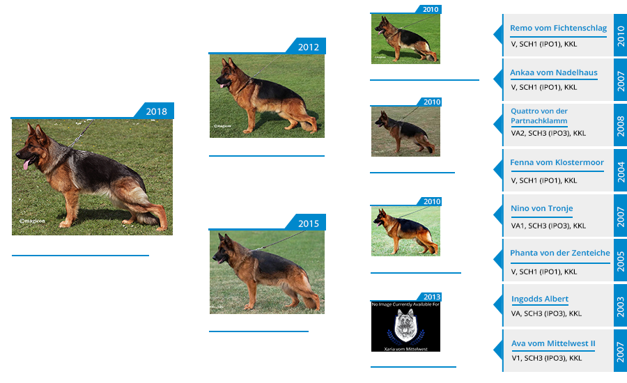 Daenerys vom Mittelwest Pedigree