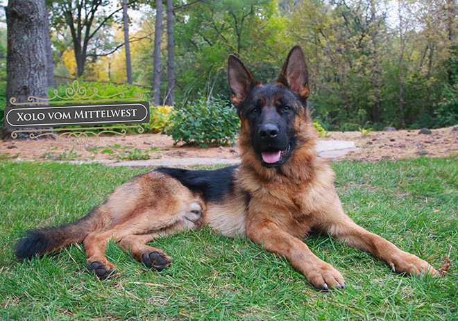 Mittelwest's World Class Male German Shepherds For Sale