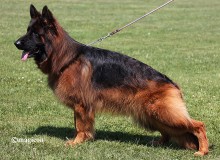 Mittelwest Breeding Female - V Tiffany vom Mittelwest IGP2 KKL (LSH)