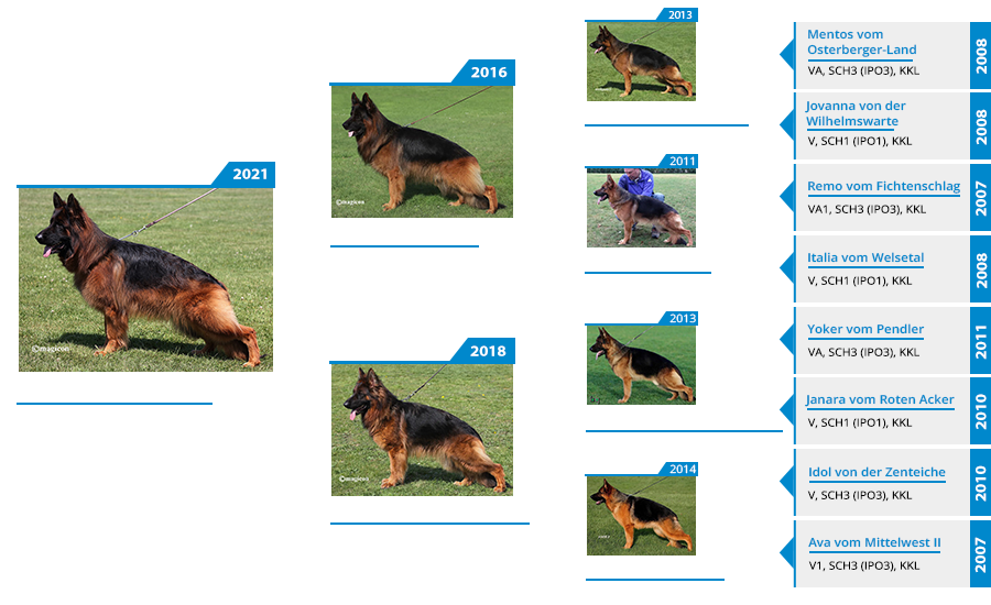 Mittelwest Breeding Female - V Tiffany vom Mittelwest IGP2 KKL (LSH) Pedigree