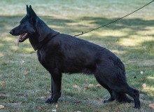 Mittelwest's Available Female German Shepherd For Sale - V Escada vom Schwarzen Baghiro IGP3 KKL