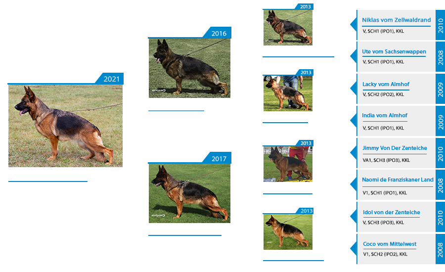 Mittelwest Breeding Female - Pixie vom Mittelwest Pedigree