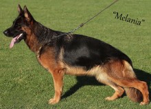 Mittelwest Retired Female German Shepherd For Sale - Melania vom Mittelwest