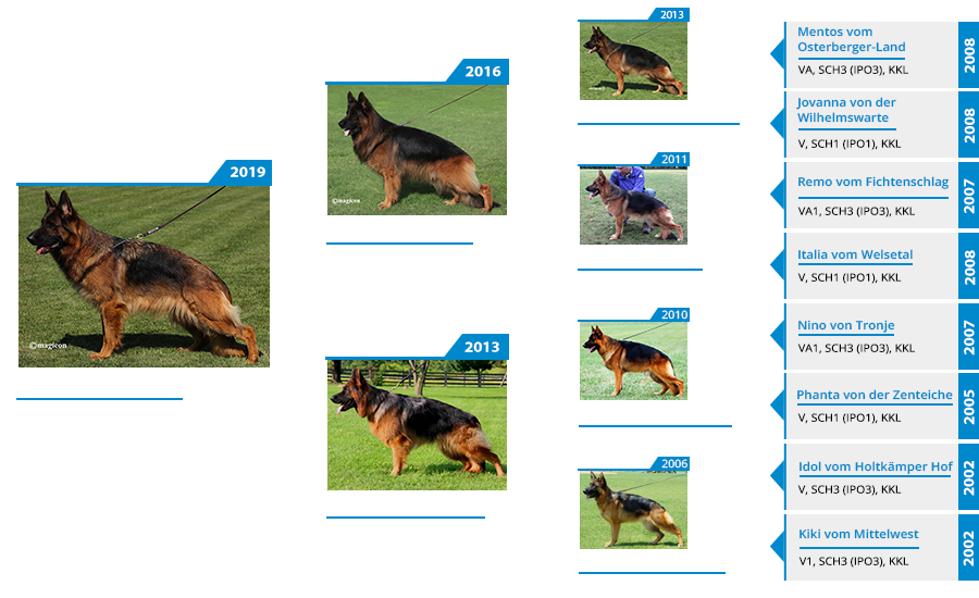 Mittelwest Breeding Female - V Mia vom Mittelwest IGP2 KKL Pedigree