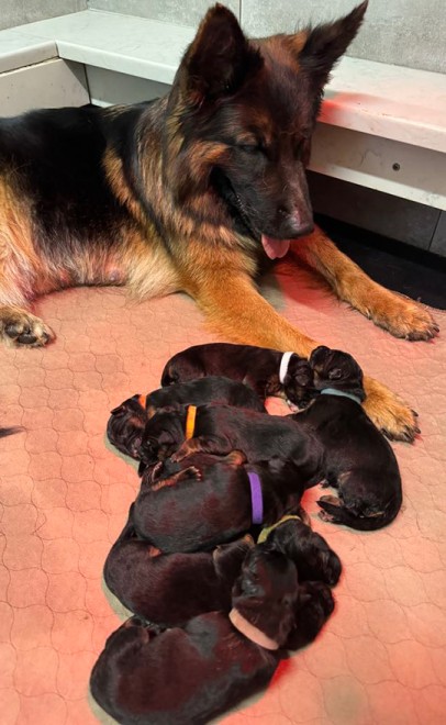 Rocky & Uschi - Newborn