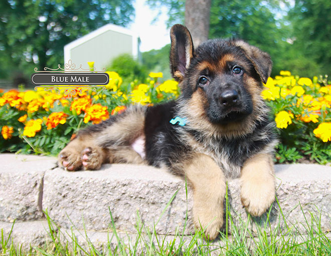 Hawky & Bing - 7 Weeks Blue Collar Male