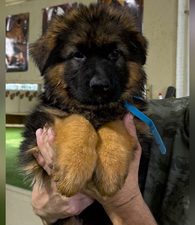 Rocky & Uschi - 8 & 1/2 Week Blue Collar Male