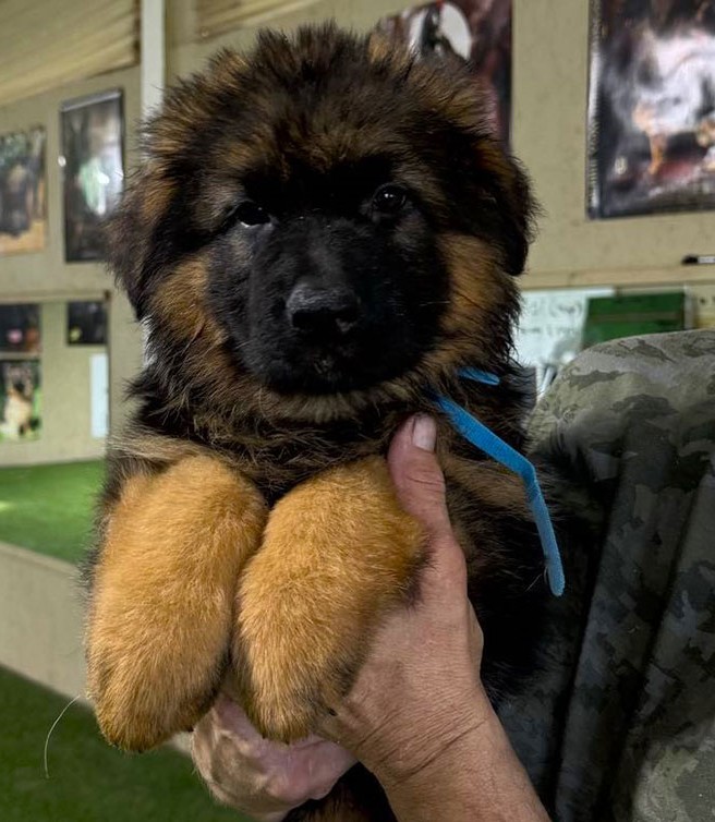 Rocky & Uschi - 8 & 1/2 Week Blue Collar Male