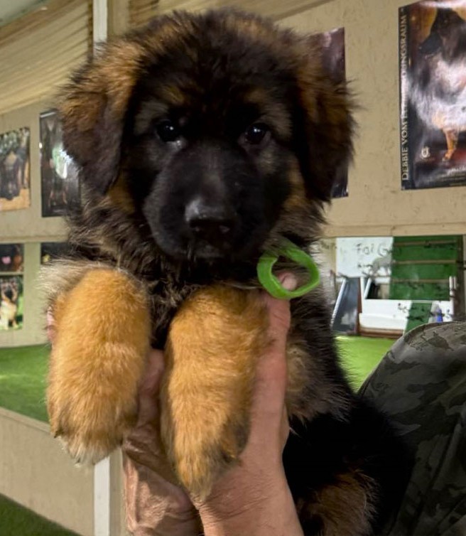 Rocky & Uschi - 8 & 1/2 Week Green Collar Male