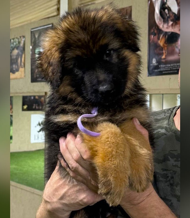 Rocky & Uschi - 8 & 1/2 Week Purple Collar Male