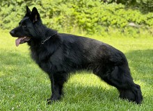 Mittelwest Champion Stud - V Nero Laperys IGP3 KKL (LSH)