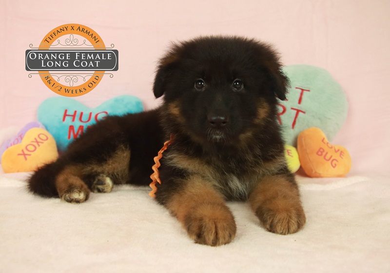 Finding The Perfect German Shepherd Puppies For Sale