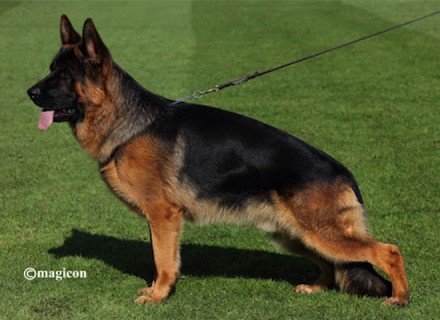 Mittelwest Champion Stud - Vasur Primo Mio Grande