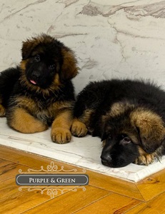 Mittelwest Offers The Best German Shepherd Puppies